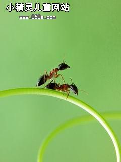 观察小蚂蚁