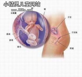 【怀孕四个月胎儿图片】怀孕四个月胎儿（图）