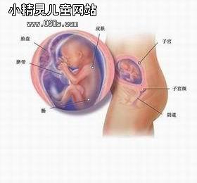 怀孕五个月胎儿(图)(3)_第3页