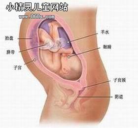 怀孕八个月胎儿图_怀孕八个月胎儿（图）