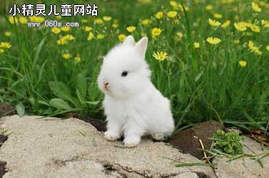[作文]可爱的小白兔