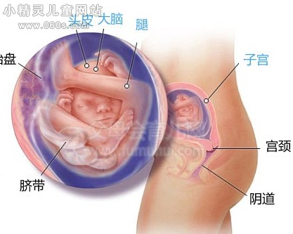 怀孕第二十周胎儿发育情况图