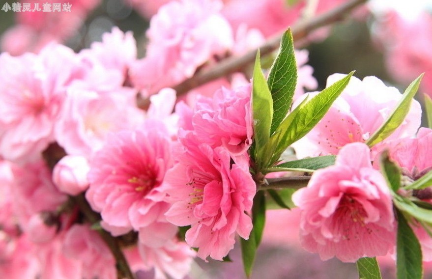 描写樱花的句子。