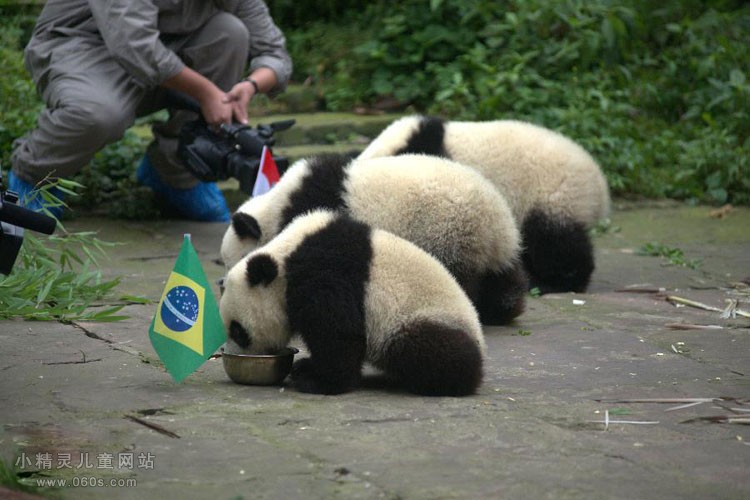 三只小熊猫预测世界杯揭幕队的比赛结果
