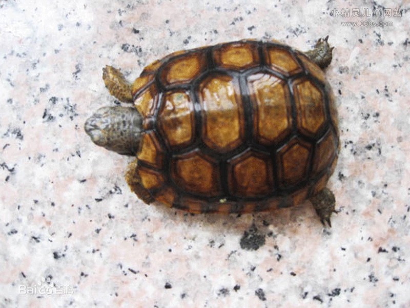 探秘乌龟家族 褶皱泥龟 鹰嘴陆龟 红腹彩龟(3)
