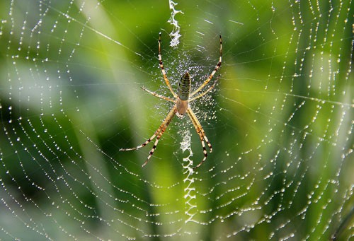 蜘蛛织网的秘密
