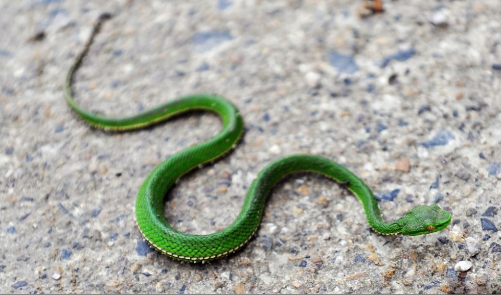 中国陆地上最常见的5种剧毒蛇 路上遇到离远点