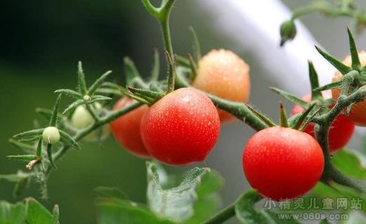 婴幼儿能吃小番茄吗 小番茄营养价值及功效与