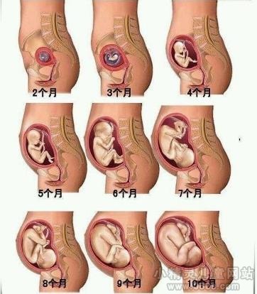 整个孕期胎儿的发育标准指标是多少?什么是胎儿发育标准
