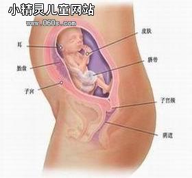 怀孕六个月胎儿（图）