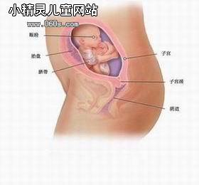 怀孕六个月胎儿（图）
