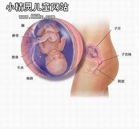 怀孕四个月胎儿（图）
