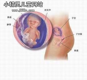 怀孕五个月胎儿（图）